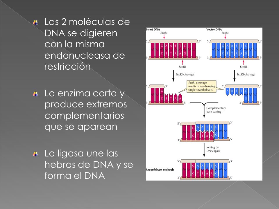 Las 2 moléculas de DNA se digieren con la misma endonucleasa de restricción