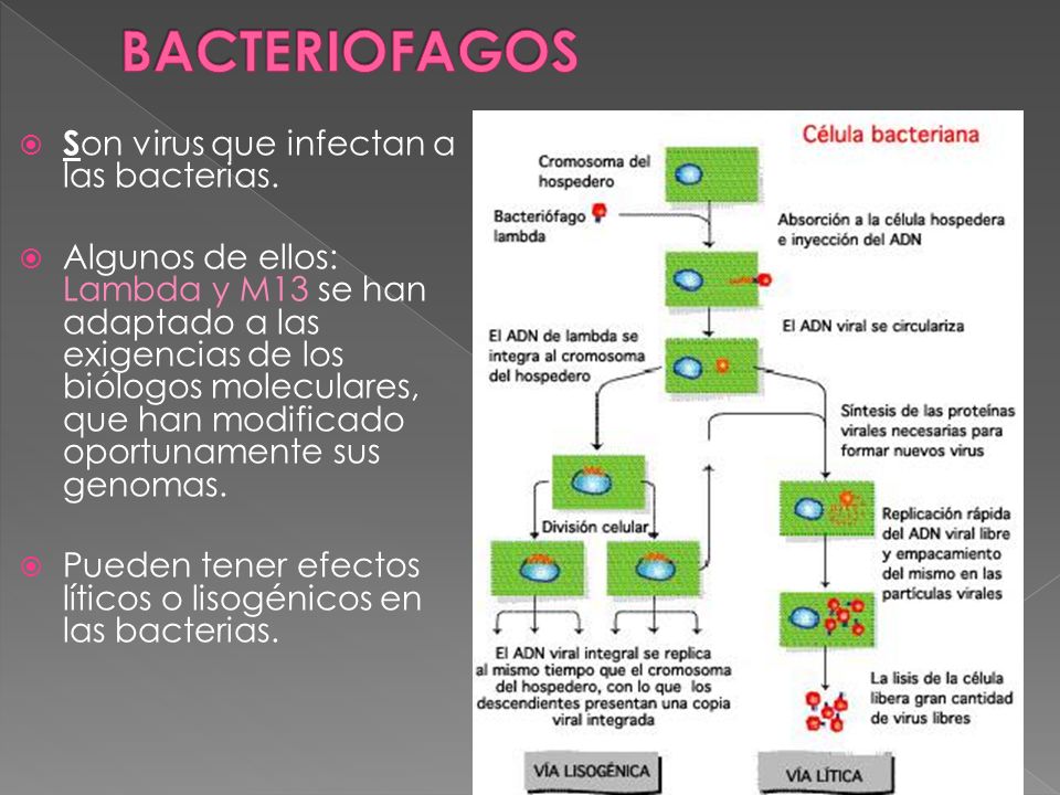 BACTERIOFAGOS Son virus que infectan a las bacterias.