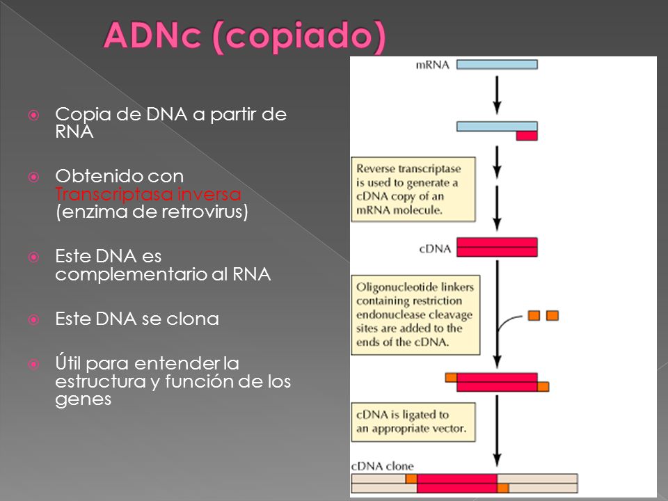 ADNc (copiado) Copia de DNA a partir de RNA
