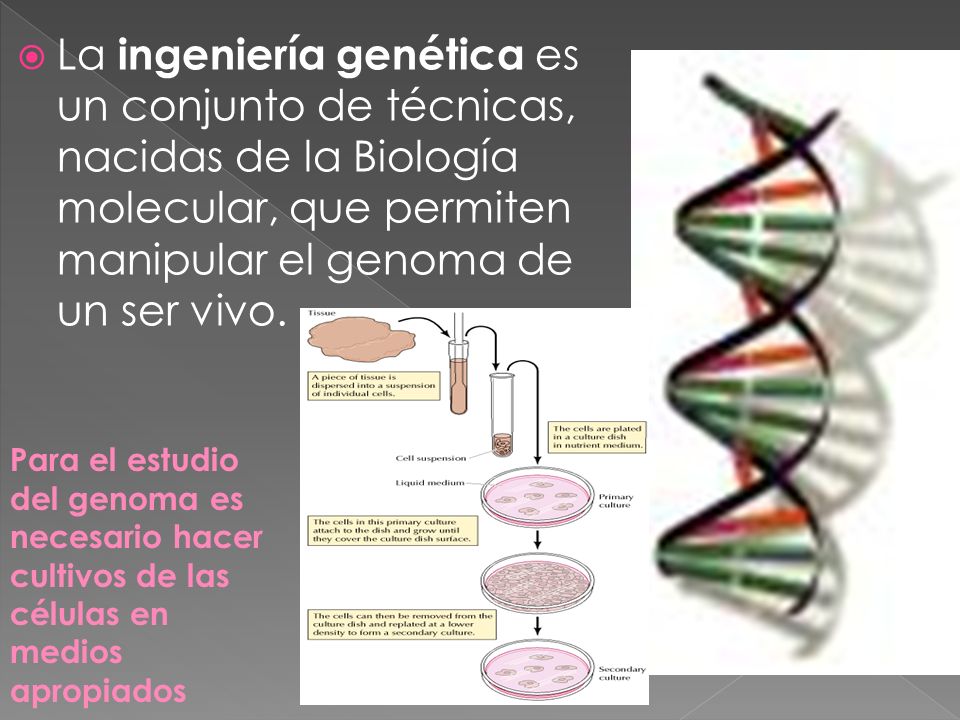 La ingeniería genética es un conjunto de técnicas, nacidas de la Biología molecular, que permiten manipular el genoma de un ser vivo.