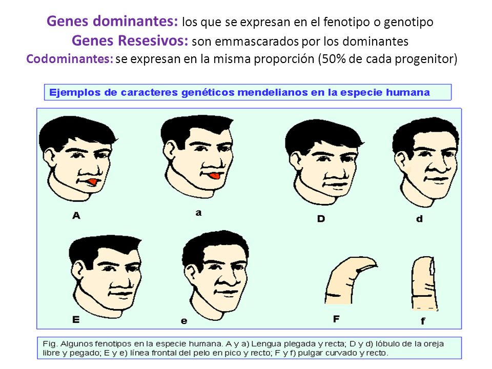 Genes dominantes: los que se expresan en el fenotipo o genotipo Genes Resesivos: son emmascarados por los dominantes Codominantes: se expresan en la misma proporción (50% de cada progenitor)