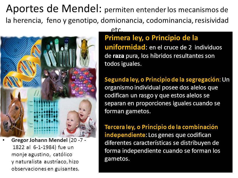 Aportes de Mendel: permiten entender los mecanismos de la herencia, feno y genotipo, domionancia, codominancia, resisividad etc.