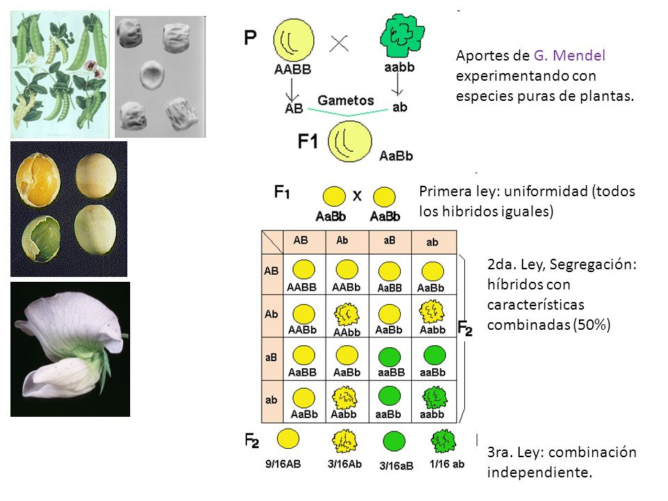 Aportes de G. Mendel experimentando con especies puras de plantas.
