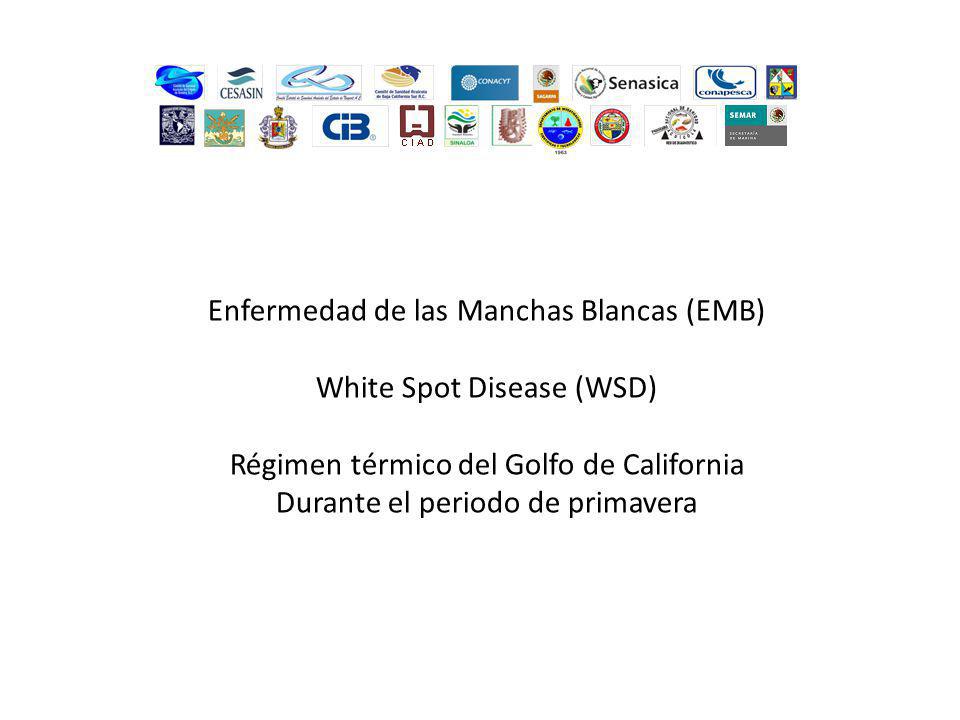 Enfermedad de las Manchas Blancas (EMB) White Spot Disease (WSD)