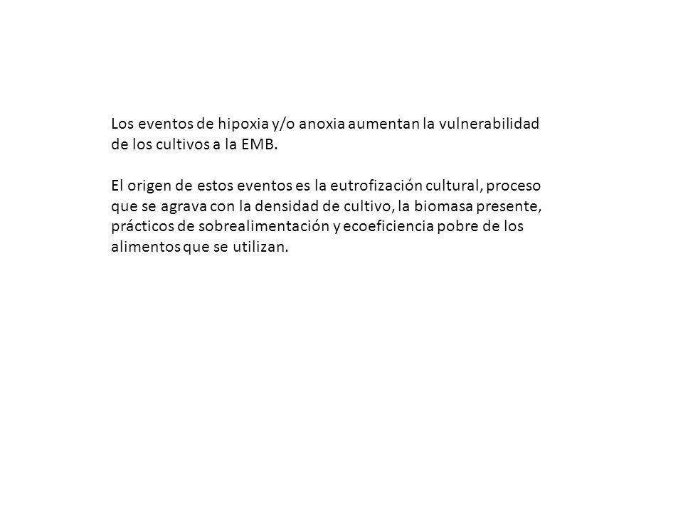 Los eventos de hipoxia y/o anoxia aumentan la vulnerabilidad de los cultivos a la EMB.