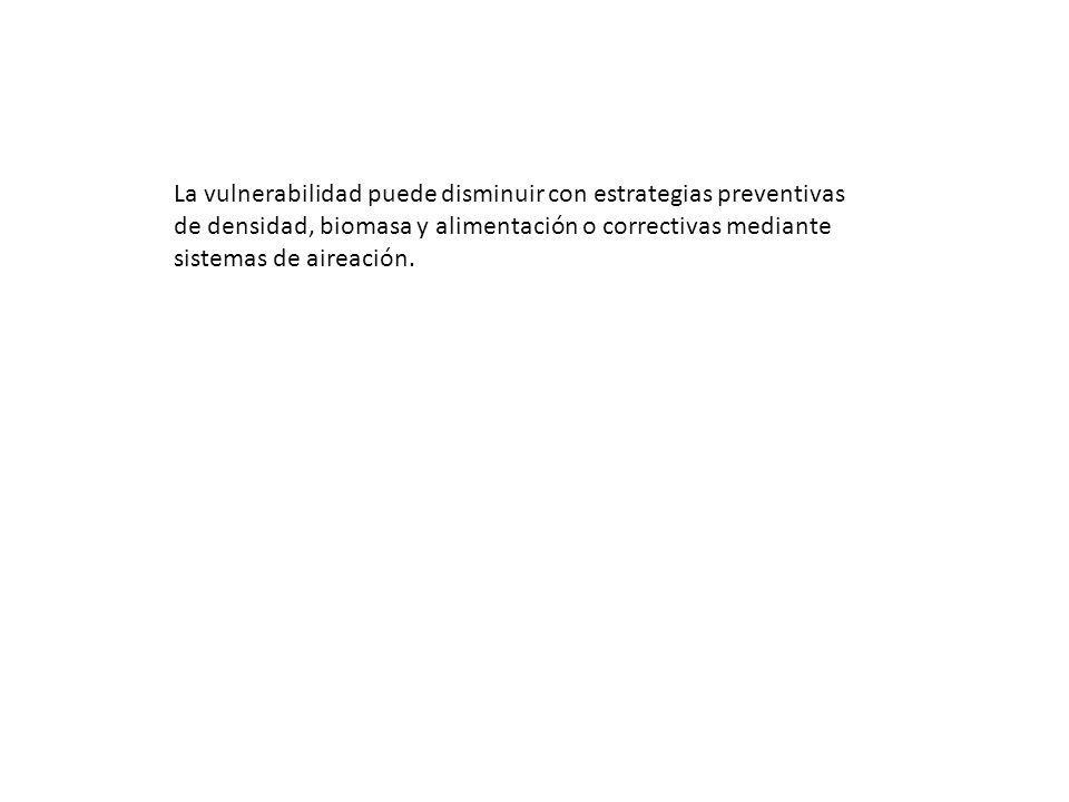 La vulnerabilidad puede disminuir con estrategias preventivas de densidad, biomasa y alimentación o correctivas mediante sistemas de aireación.