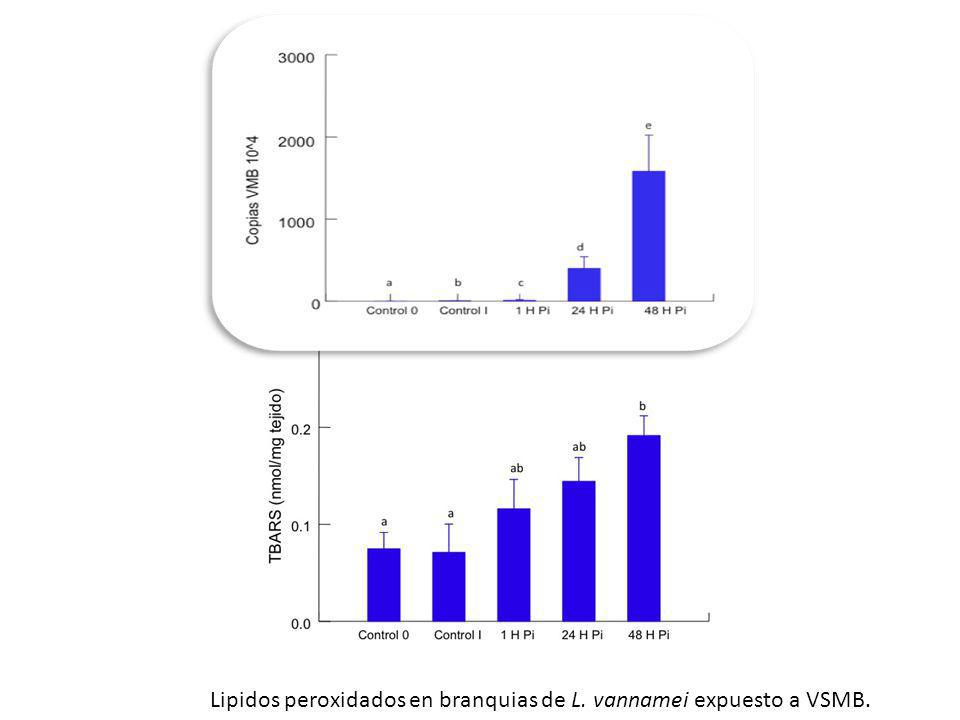 Lipidos peroxidados en branquias de L. vannamei expuesto a VSMB.