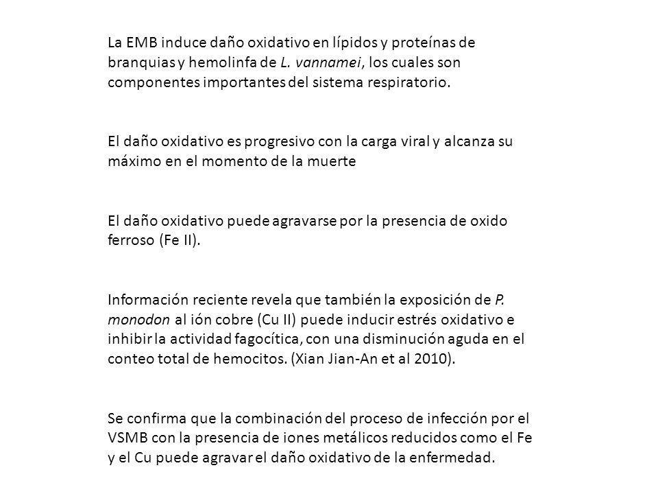 La EMB induce daño oxidativo en lípidos y proteínas de branquias y hemolinfa de L. vannamei, los cuales son componentes importantes del sistema respiratorio.