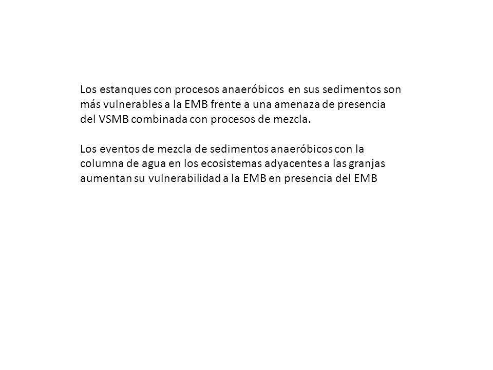Los estanques con procesos anaeróbicos en sus sedimentos son más vulnerables a la EMB frente a una amenaza de presencia del VSMB combinada con procesos de mezcla.