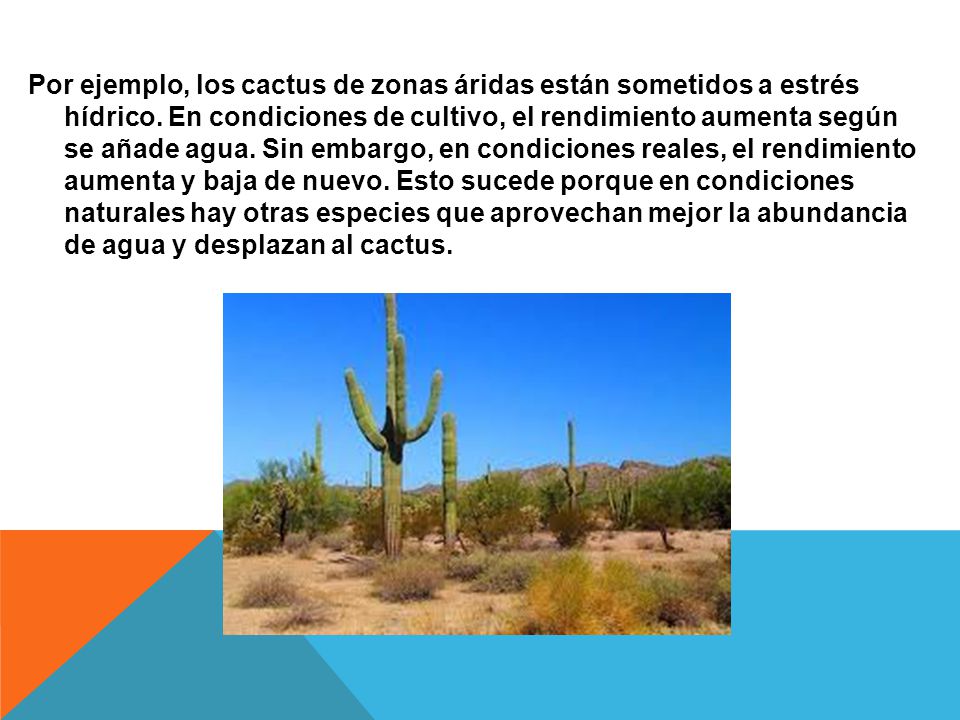 Por ejemplo, los cactus de zonas áridas están sometidos a estrés hídrico.