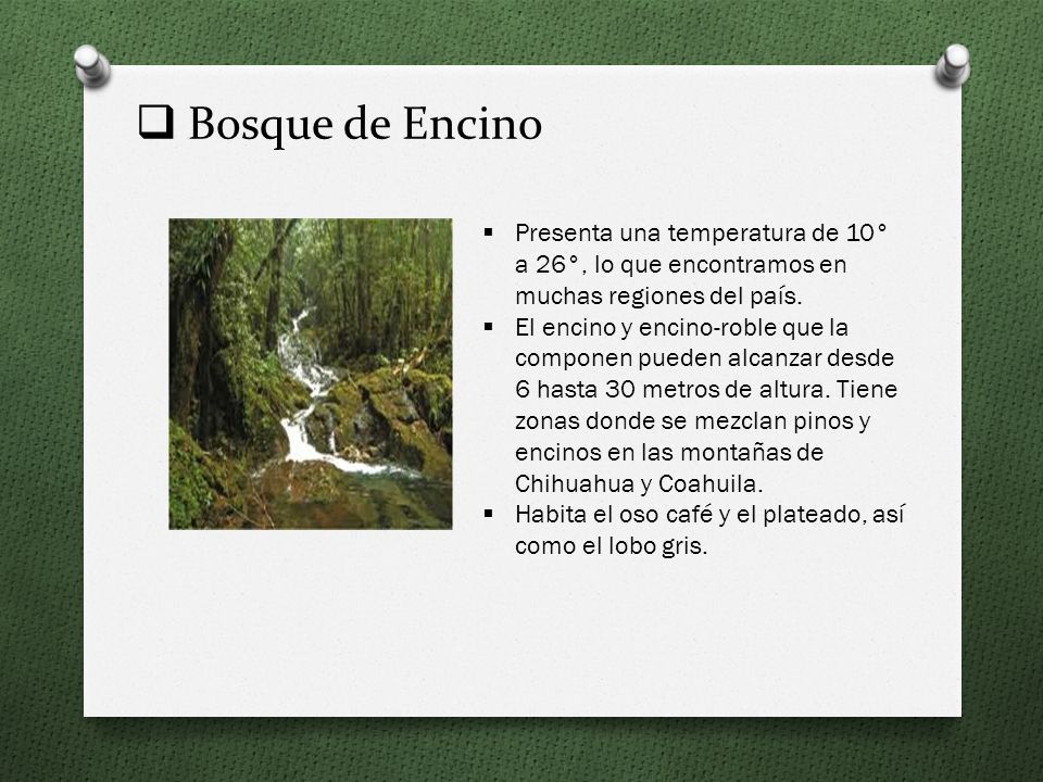 Bosque de Encino Presenta una temperatura de 10° a 26°, lo que encontramos en muchas regiones del país.