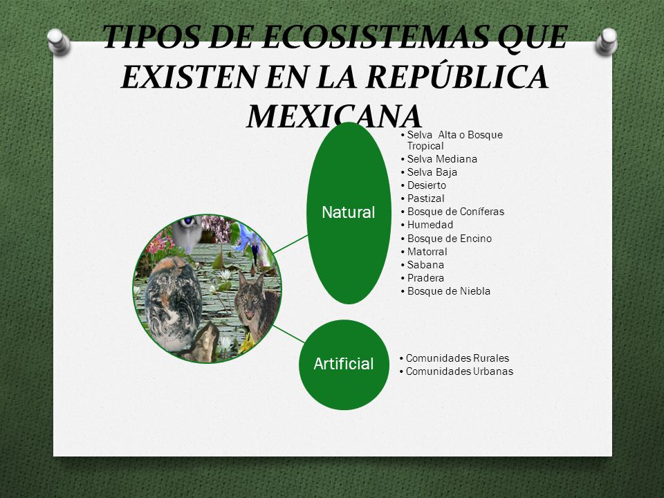 TIPOS DE ECOSISTEMAS QUE EXISTEN EN LA REPÚBLICA MEXICANA