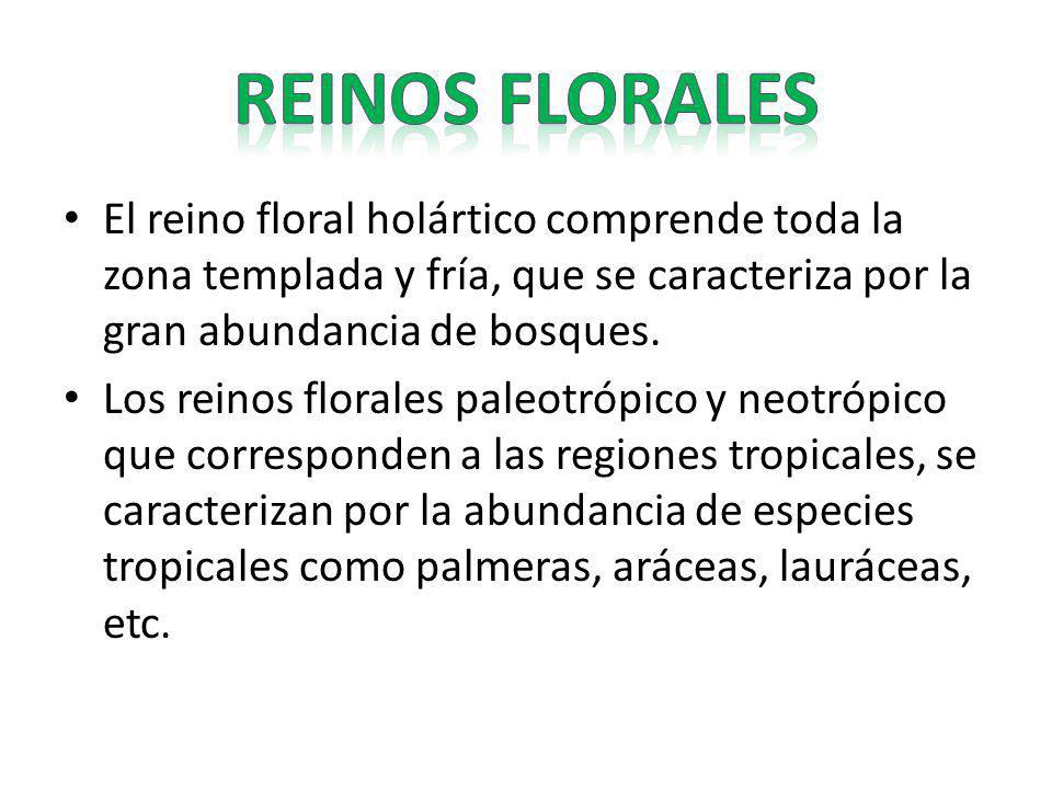 REINOS FLORALES El reino floral holártico comprende toda la zona templada y fría, que se caracteriza por la gran abundancia de bosques.