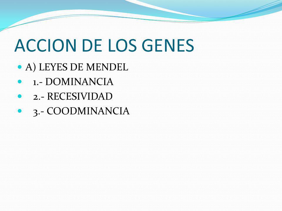 ACCION DE LOS GENES A) LEYES DE MENDEL 1.- DOMINANCIA 2.- RECESIVIDAD