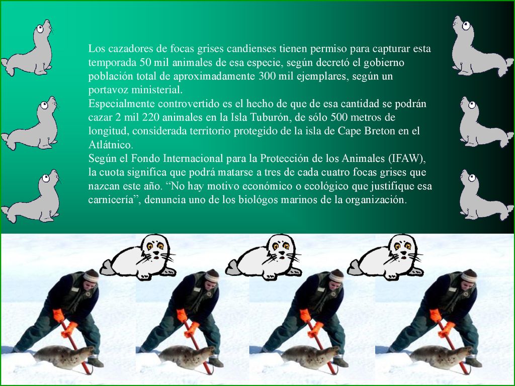 Los cazadores de focas grises candienses tienen permiso para capturar esta temporada 50 mil animales de esa especie, según decretó el gobierno población total de aproximadamente 300 mil ejemplares, según un portavoz ministerial.