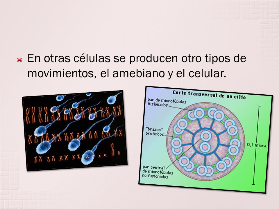 En otras células se producen otro tipos de movimientos, el amebiano y el celular.