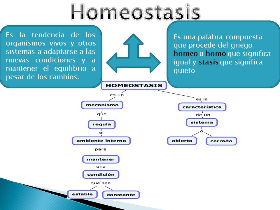 Homeostasis Es una palabra compuesta que procede del griego homeo u homo que significa igual y stasis que significa quieto.
