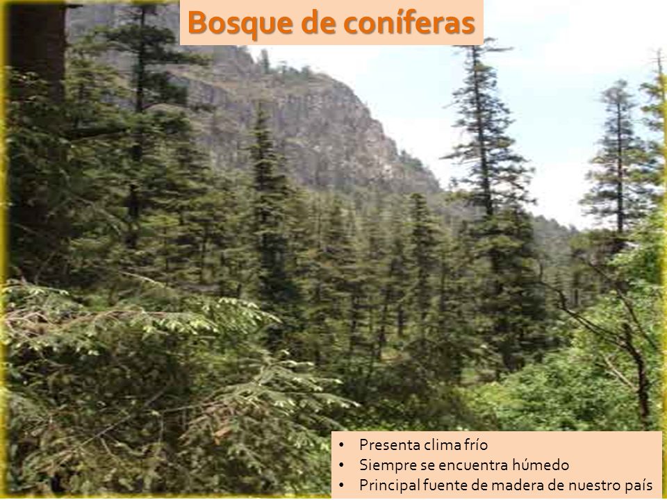 Bosque de coníferas Presenta clima frío Siempre se encuentra húmedo