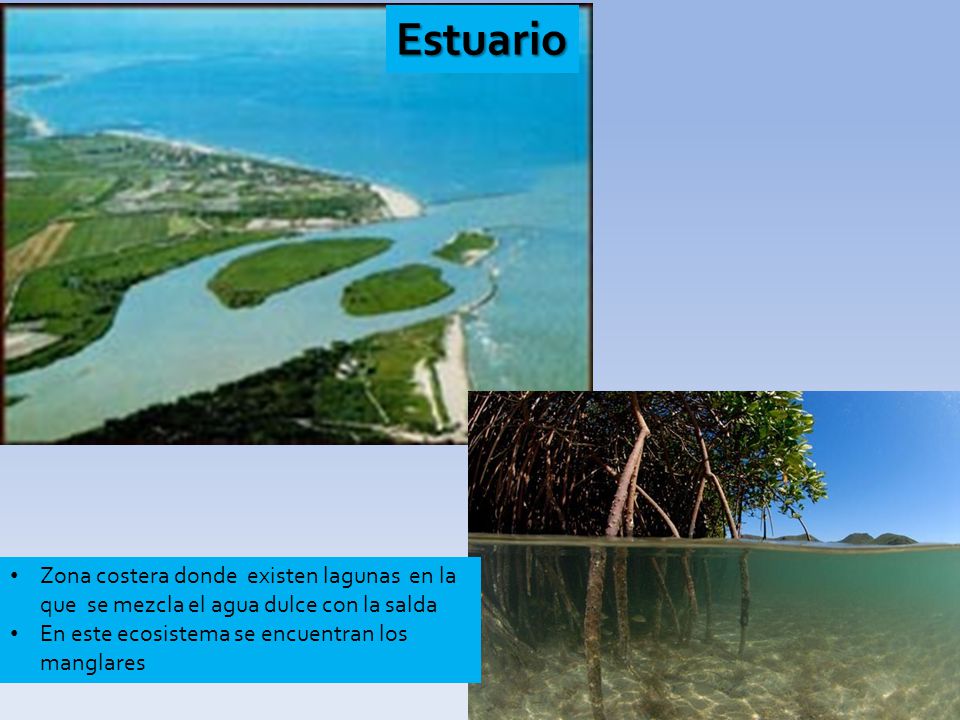 Estuario Zona costera donde existen lagunas en la que se mezcla el agua dulce con la salda.
