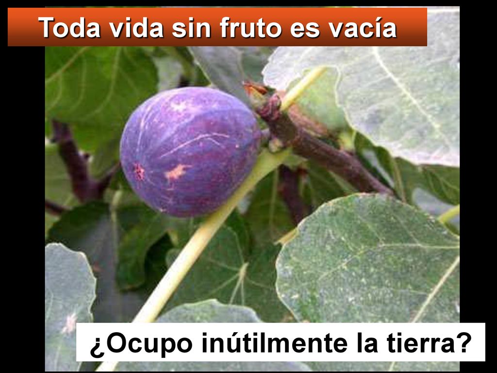 Toda vida sin fruto es vacía ¿Ocupo inútilmente la tierra
