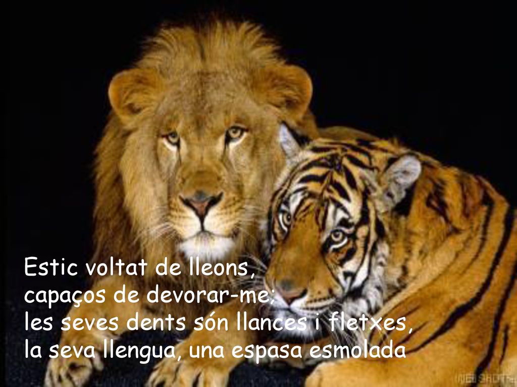 Estic voltat de lleons, capaços de devorar-me; les seves dents són llances i fletxes, la seva llengua, una espasa esmolada.