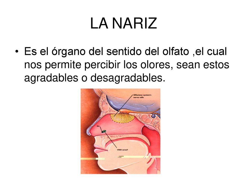 LA NARIZ Es el órgano del sentido del olfato ,el cual nos permite percibir los olores, sean estos agradables o desagradables.