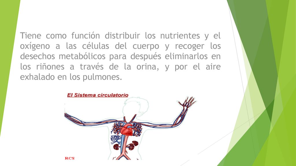 Tiene como función distribuir los nutrientes y el oxígeno a las células del cuerpo y recoger los desechos metabólicos para después eliminarlos en los riñones a través de la orina, y por el aire exhalado en los pulmones.