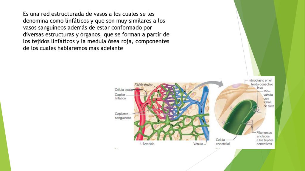 Es una red estructurada de vasos a los cuales se les denomina como linfáticos y que son muy similares a los vasos sanguíneos además de estar conformado por diversas estructuras y órganos, que se forman a partir de los tejidos linfáticos y la medula ósea roja, componentes de los cuales hablaremos mas adelante