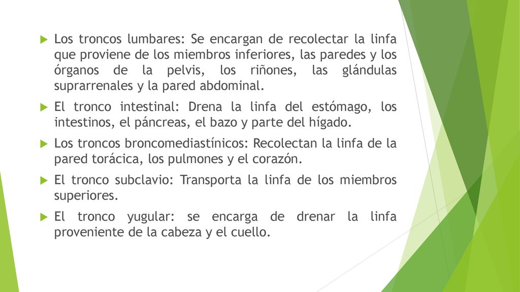 Los troncos lumbares: Se encargan de recolectar la linfa que proviene de los miembros inferiores, las paredes y los órganos de la pelvis, los riñones, las glándulas suprarrenales y la pared abdominal.