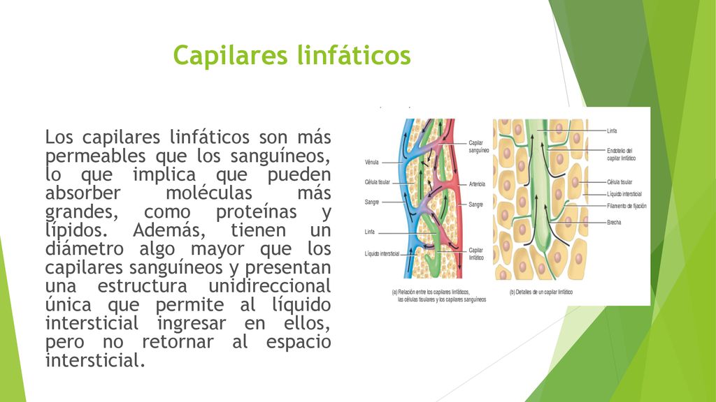 Capilares linfáticos