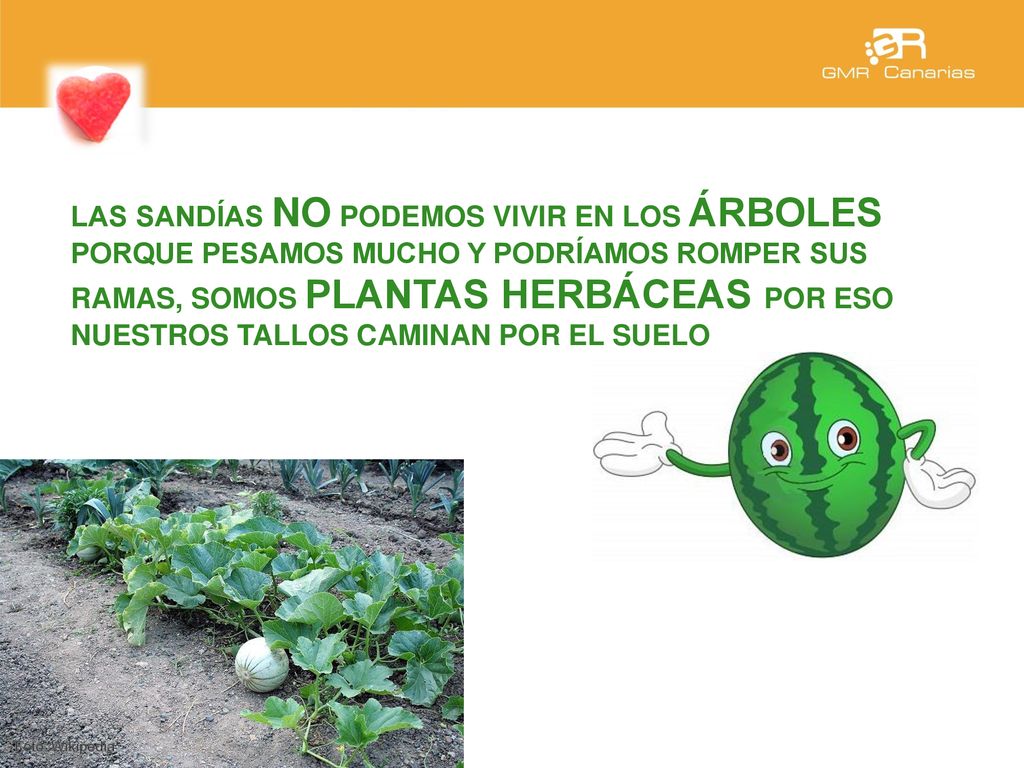 LAS SANDÍAS NO PODEMOS VIVIR EN LOS ÁRBOLES PORQUE PESAMOS MUCHO Y PODRÍAMOS ROMPER SUS RAMAS, SOMOS PLANTAS HERBÁCEAS POR ESO NUESTROS TALLOS CAMINAN POR EL SUELO