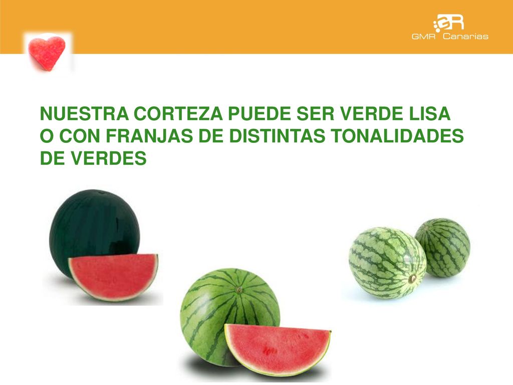 NUESTRA CORTEZA PUEDE SER VERDE LISA O CON FRANJAS DE DISTINTAS TONALIDADES DE VERDES