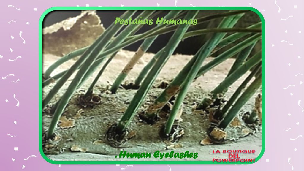 Pestañas Humanas . Human Eyelashes LA BOUTIQUE DEL POWERPOINT