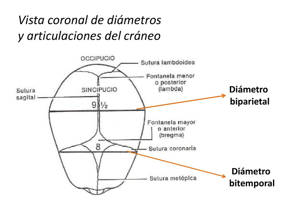 Vista coronal de diámetros y articulaciones del cráneo