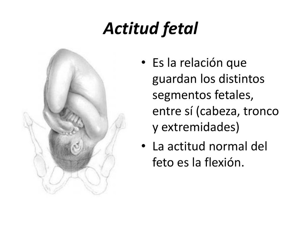 Actitud fetal Es la relación que guardan los distintos segmentos fetales, entre sí (cabeza, tronco y extremidades)