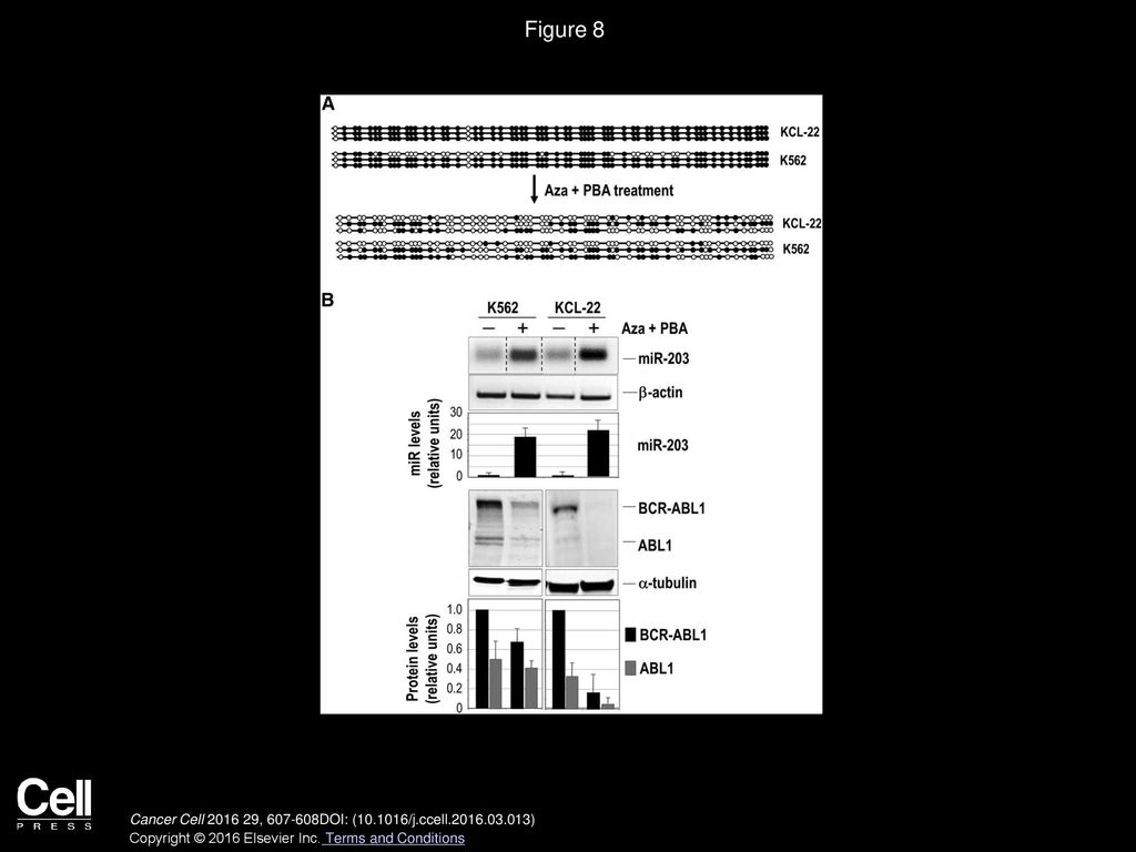 Figure 8 Restoration of miR-203 Expression and Downregulation of BCR and BCR-ABL1 by Epigenetic Drugs.