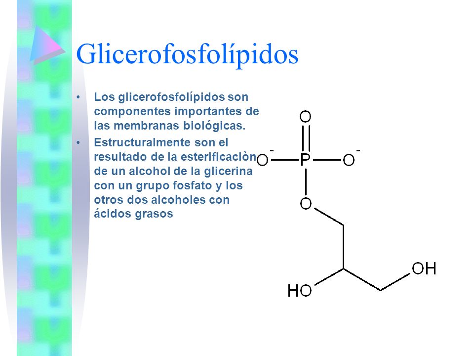 Glicerofosfolípidos Los glicerofosfolípidos son componentes importantes de las membranas biológicas.