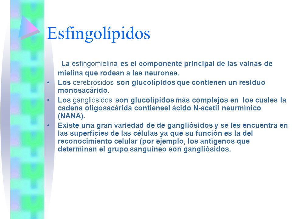 Esfingolípidos La esfingomielina es el componente principal de las vainas de mielina que rodean a las neuronas.