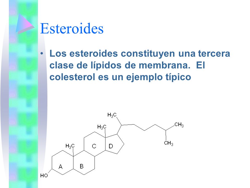 Esteroides Los esteroides constituyen una tercera clase de lípidos de membrana.