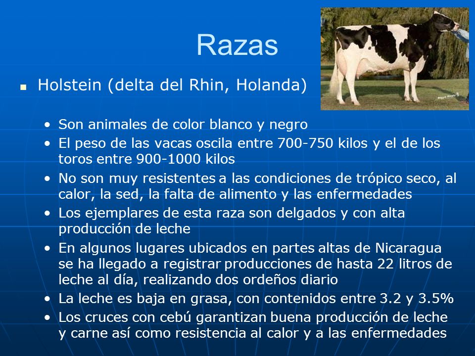 Razas Holstein (delta del Rhin, Holanda)