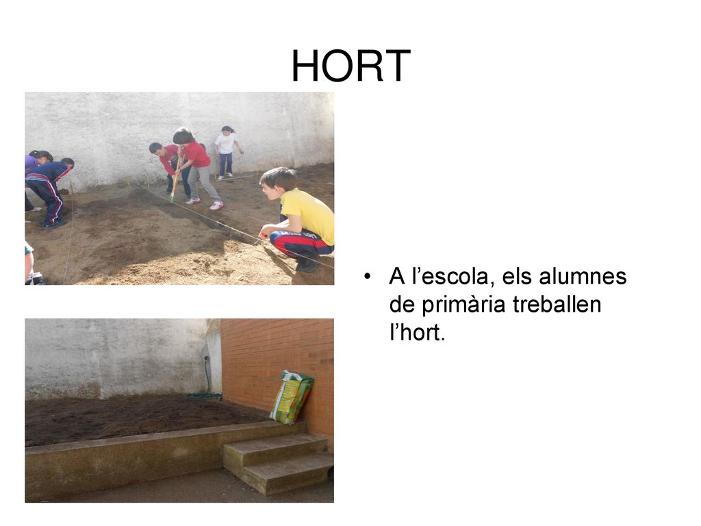 HORT A l’escola, els alumnes de primària treballen l’hort.