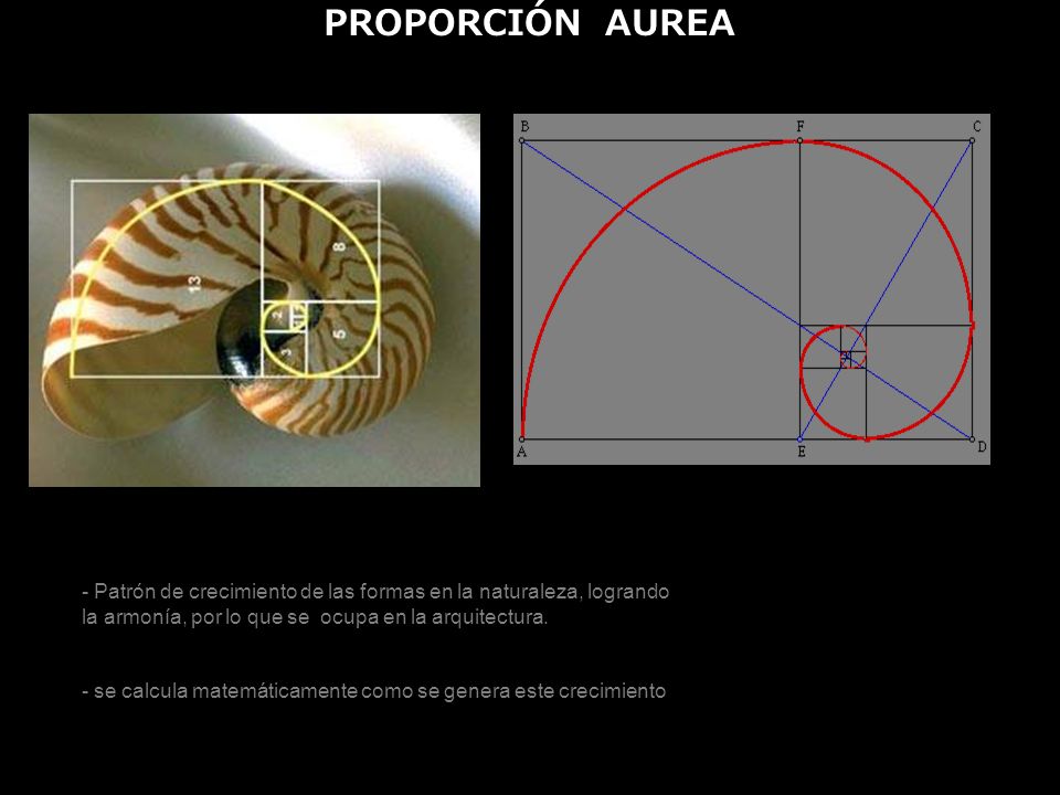 PROPORCIÓN AUREA - Patrón de crecimiento de las formas en la naturaleza, logrando la armonía, por lo que se ocupa en la arquitectura.