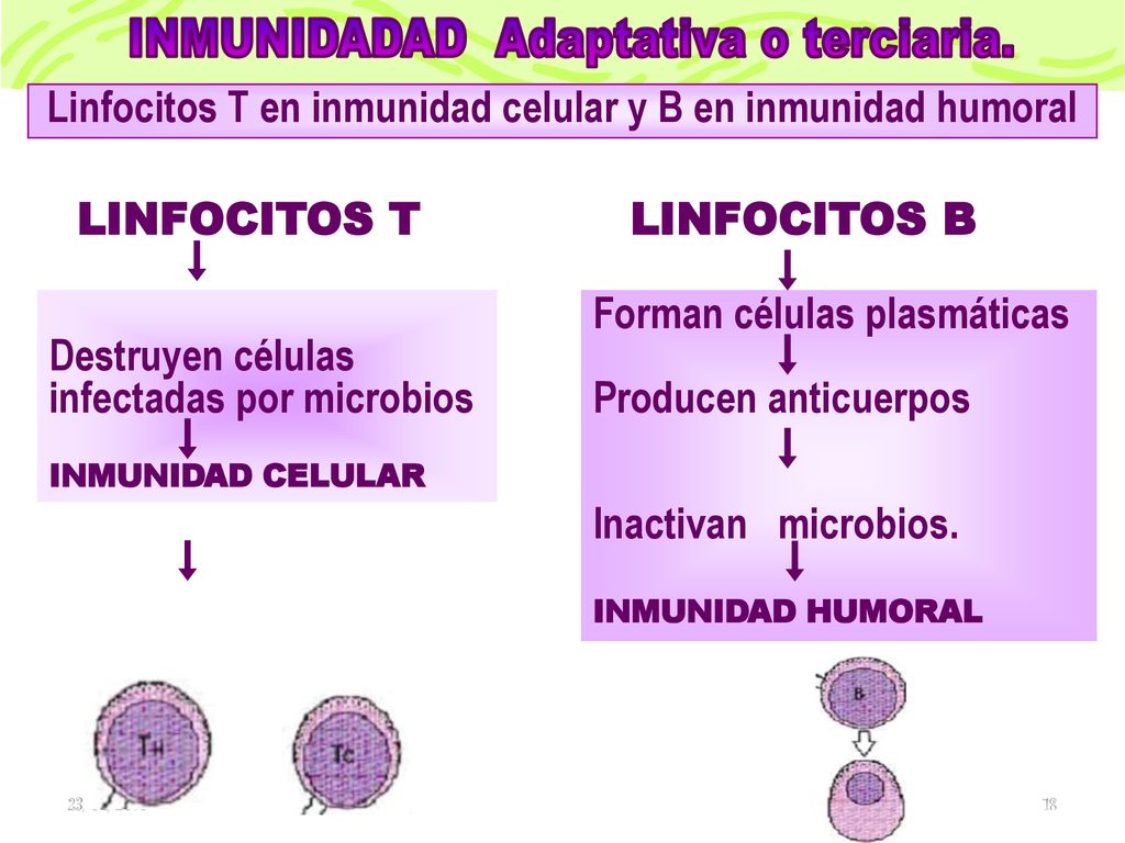 Linfocitos T en inmunidad celular y B en inmunidad humoral
