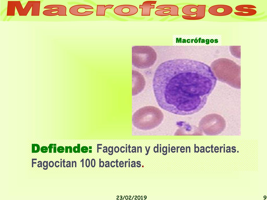 Macrofagos Macrófagos Defiende: Fagocitan y digieren bacterias. Fagocitan 100 bacterias. 23/02/2019