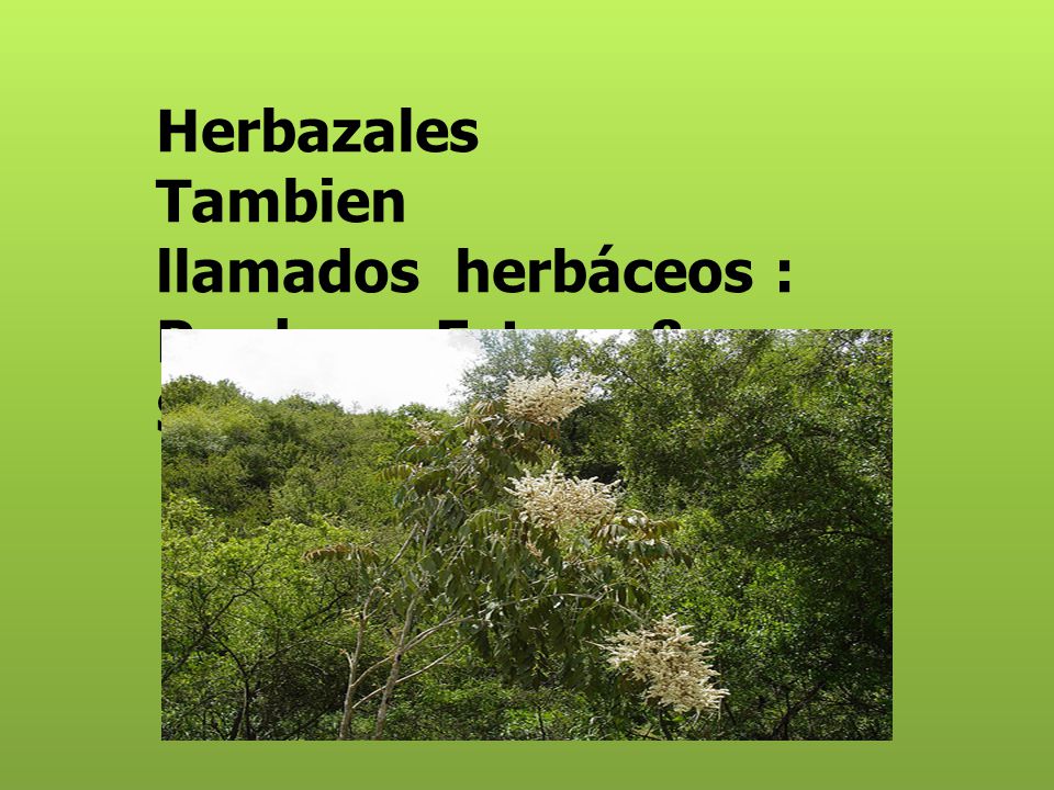 Herbazales Tambien llamados herbáceos : Praderas Estepa & Sabana