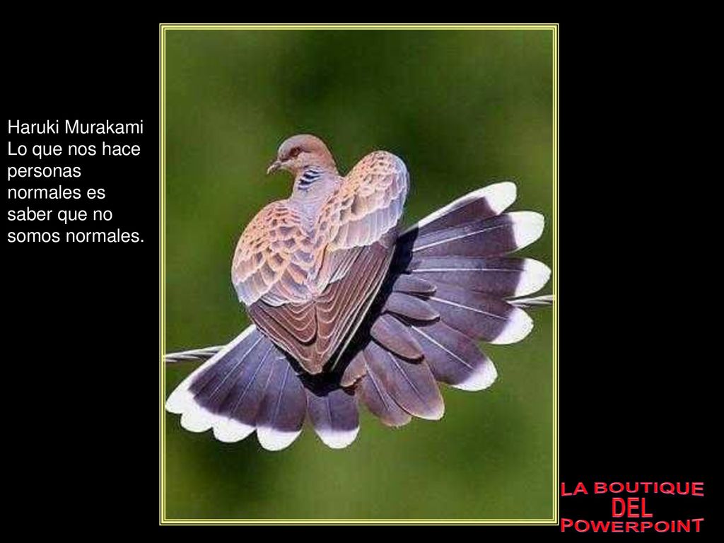 Haruki Murakami Lo que nos hace personas normales es saber que no somos normales.