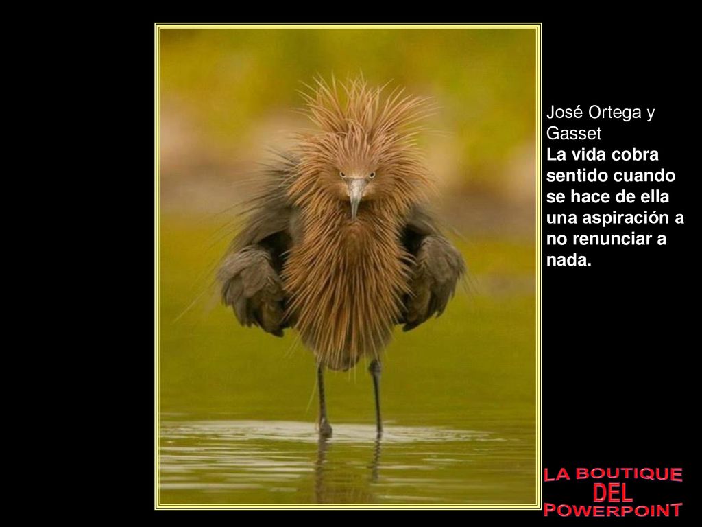 José Ortega y Gasset La vida cobra sentido cuando se hace de ella una aspiración a no renunciar a nada.