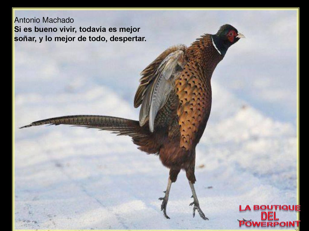 Antonio Machado Si es bueno vivir, todavía es mejor soñar, y lo mejor de todo, despertar. LA BOUTIQUE.