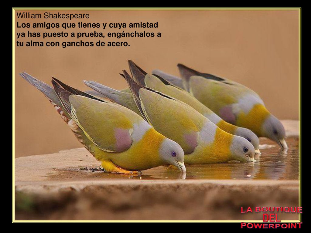 William Shakespeare Los amigos que tienes y cuya amistad ya has puesto a prueba, engánchalos a tu alma con ganchos de acero.