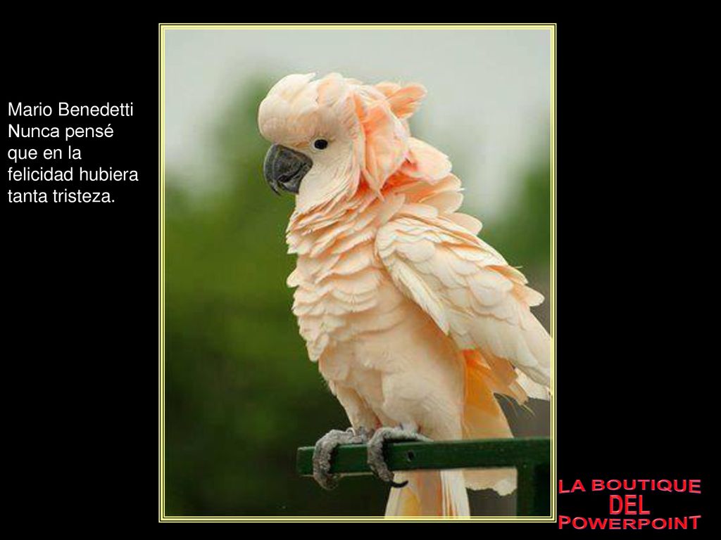 Mario Benedetti Nunca pensé que en la felicidad hubiera tanta tristeza.